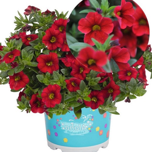 Calibrachoa 'Aloha Kona Dark Red' - Puispetuunia 'Aloha Kona Dark Red' ampel